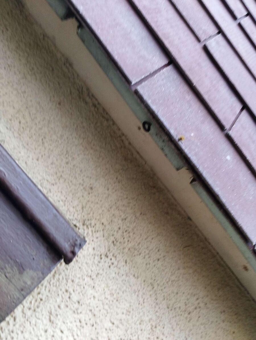 Bienen umsiedeln &  Bienennest entfernen 