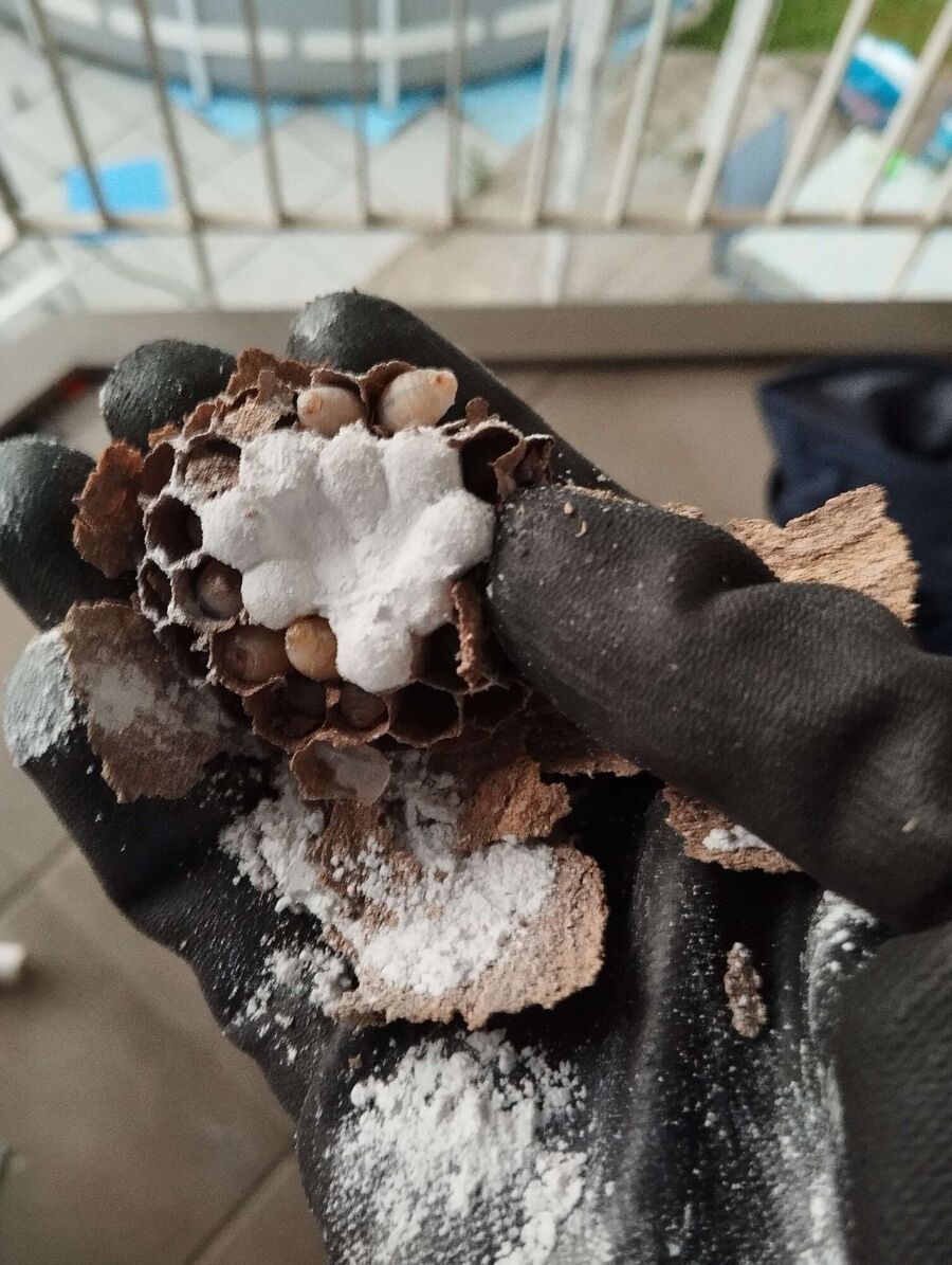 Bienen umsiedeln &  Bienennest entfernen 