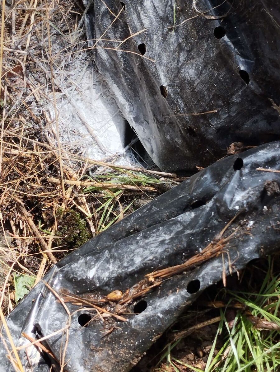  Bienennest entfernen.jpeg