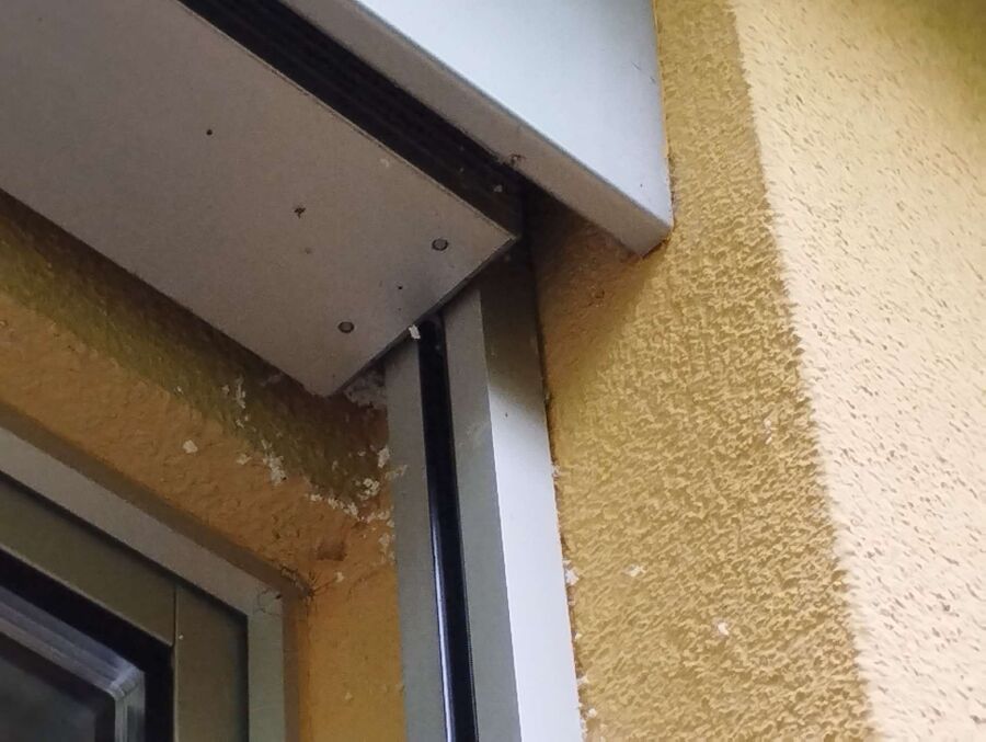  Bienennest entfernen