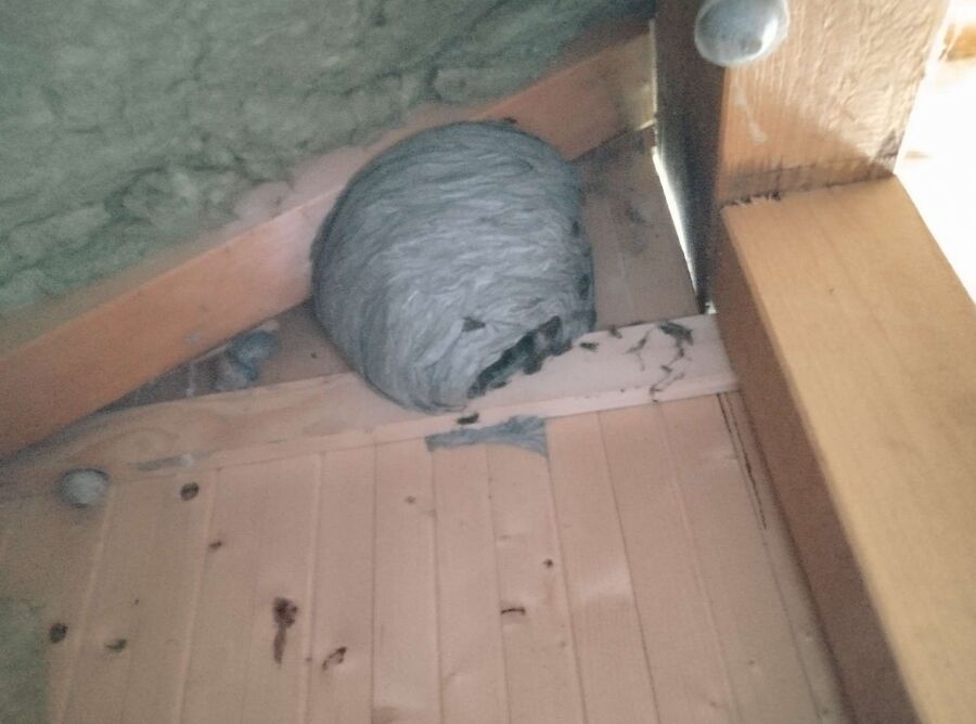 Bienen umsiedeln &  Bienennest entfernen 