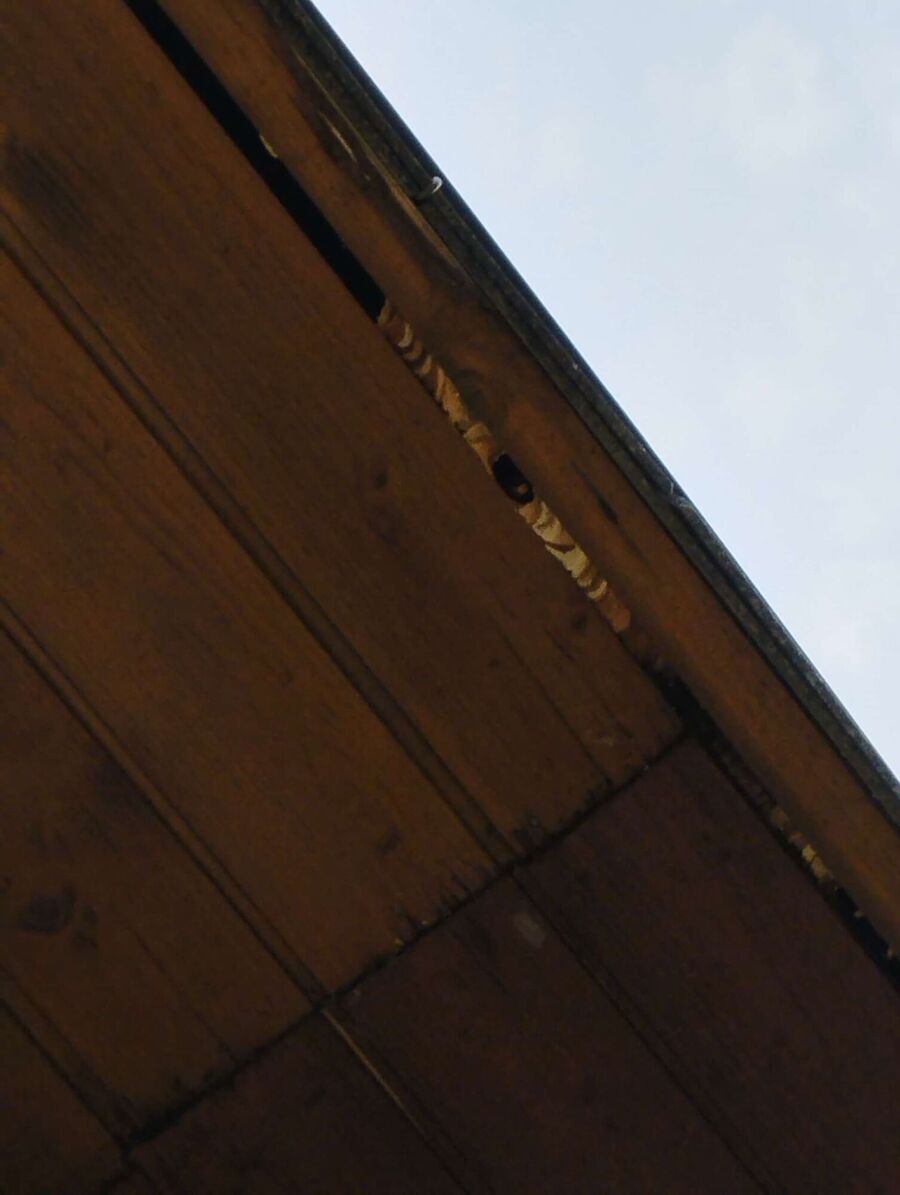  Bienennest entfernen