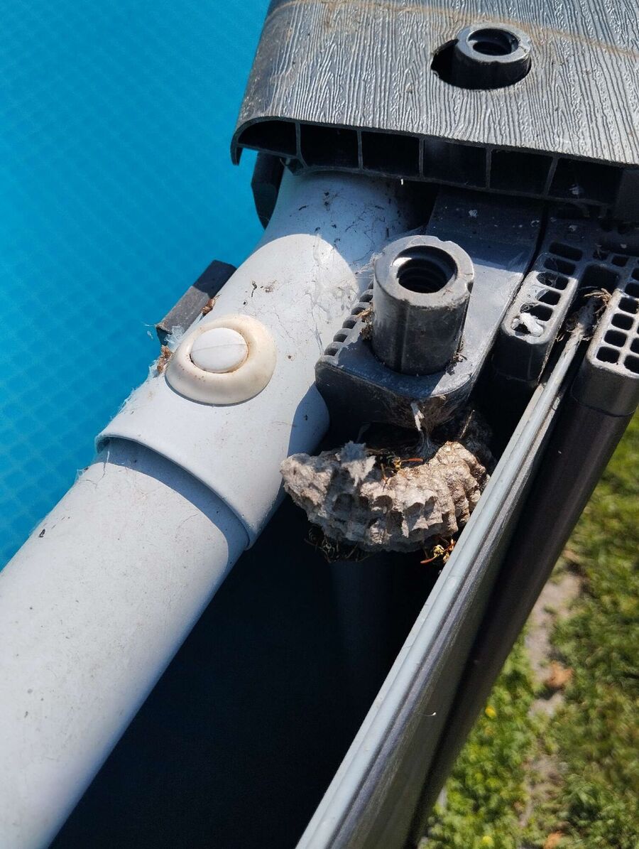  Bienennest entfernen