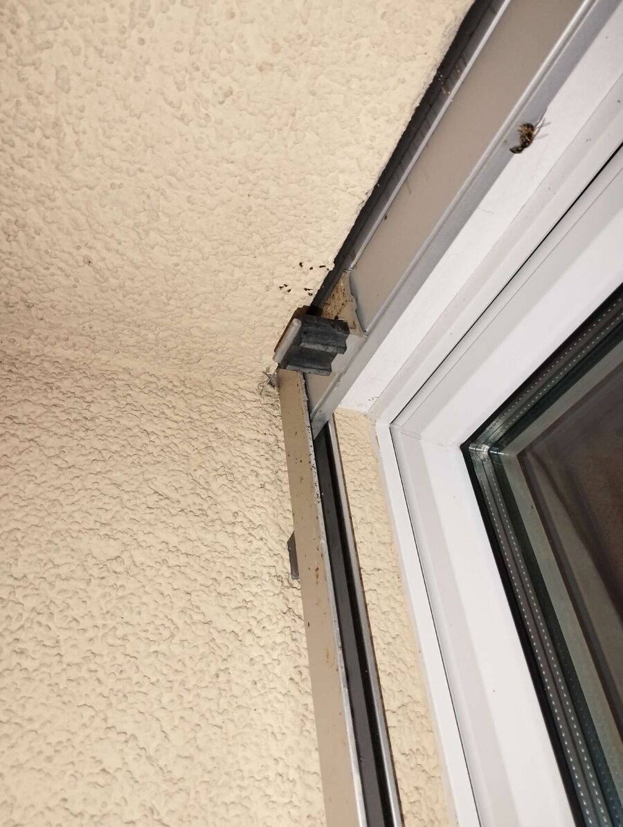  Bienennest entfernen