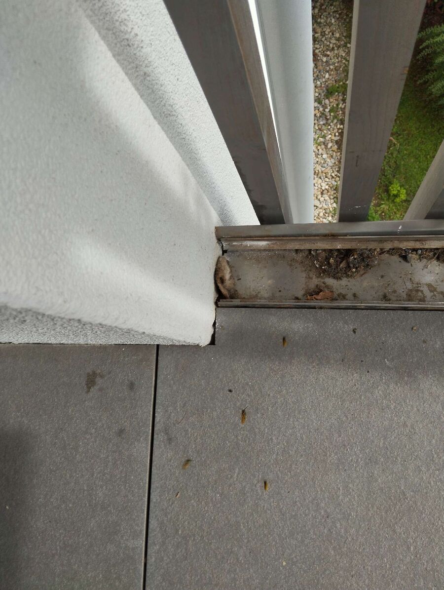  Bienennest entfernen