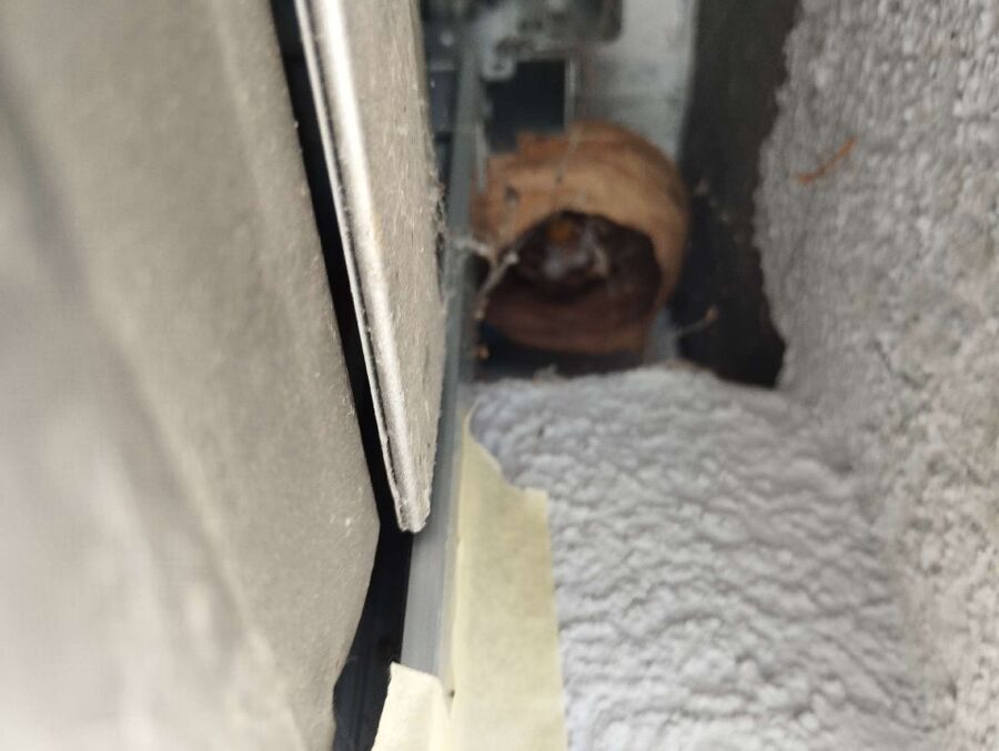 Bienen umsiedeln &  Bienennest entfernen 