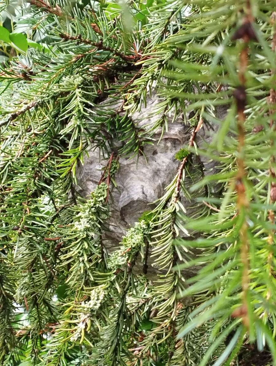 Bienen umsiedeln &  Bienennest entfernen 