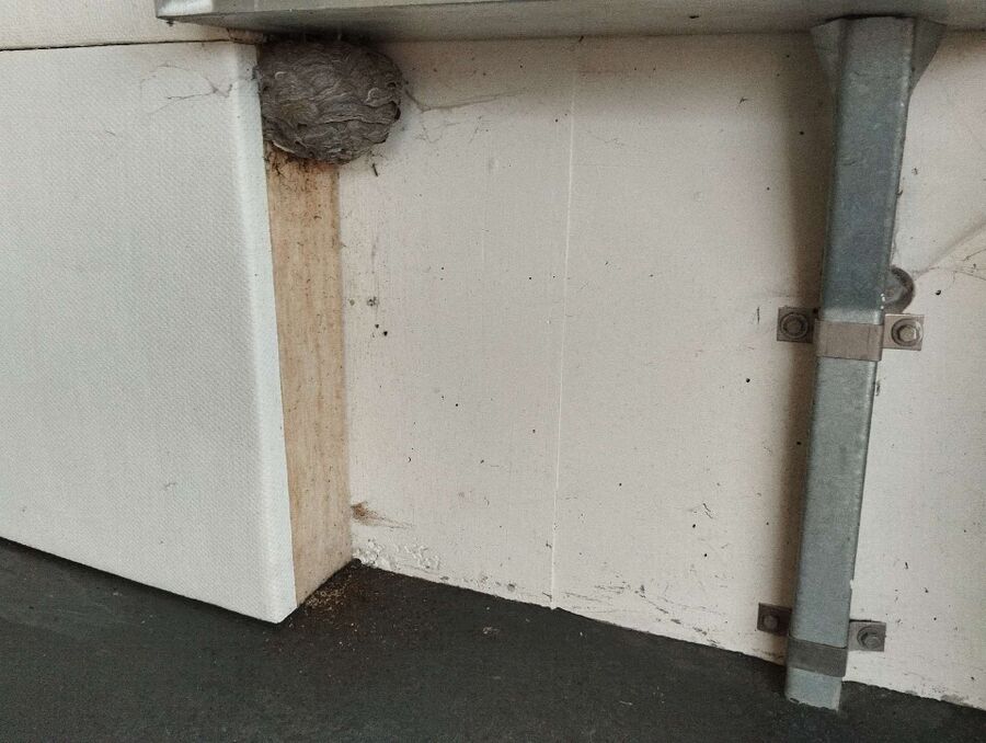 Bienen umsiedeln &  Bienennest entfernen 