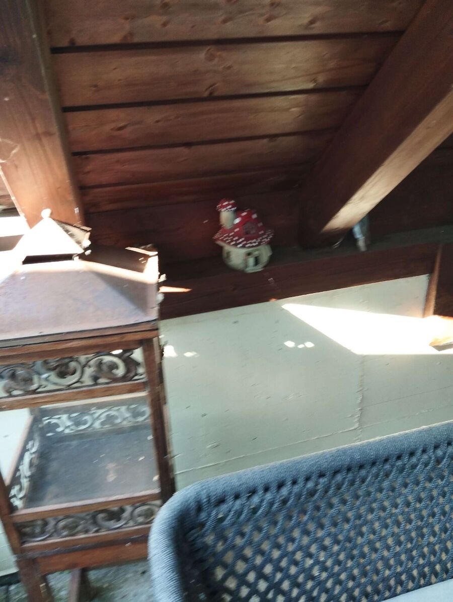 Bienen umsiedeln &  Bienennest entfernen 