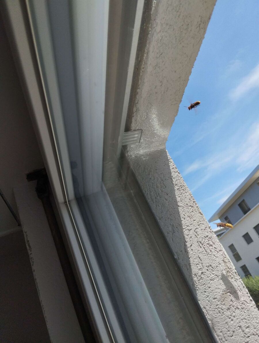 Bienen umsiedeln &  Bienennest entfernen 