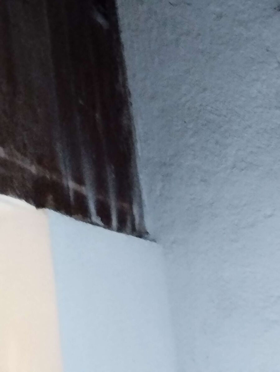  Bienennest entfernen