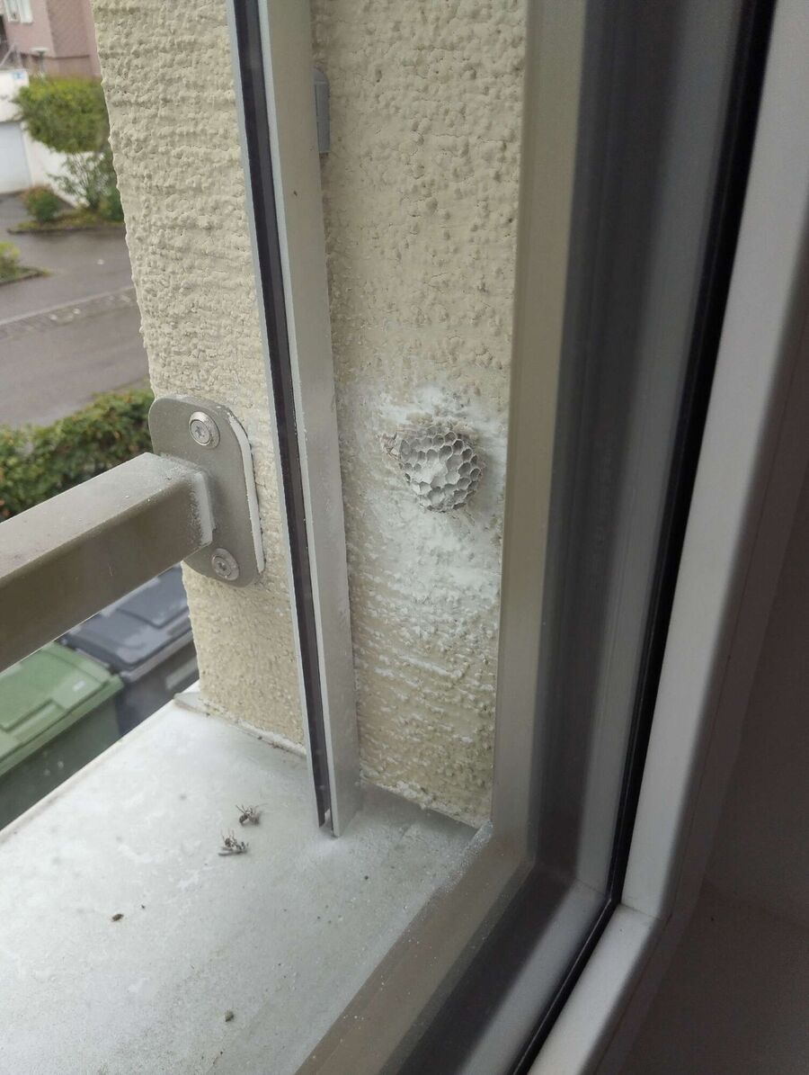  Bienennest entfernen.jpeg