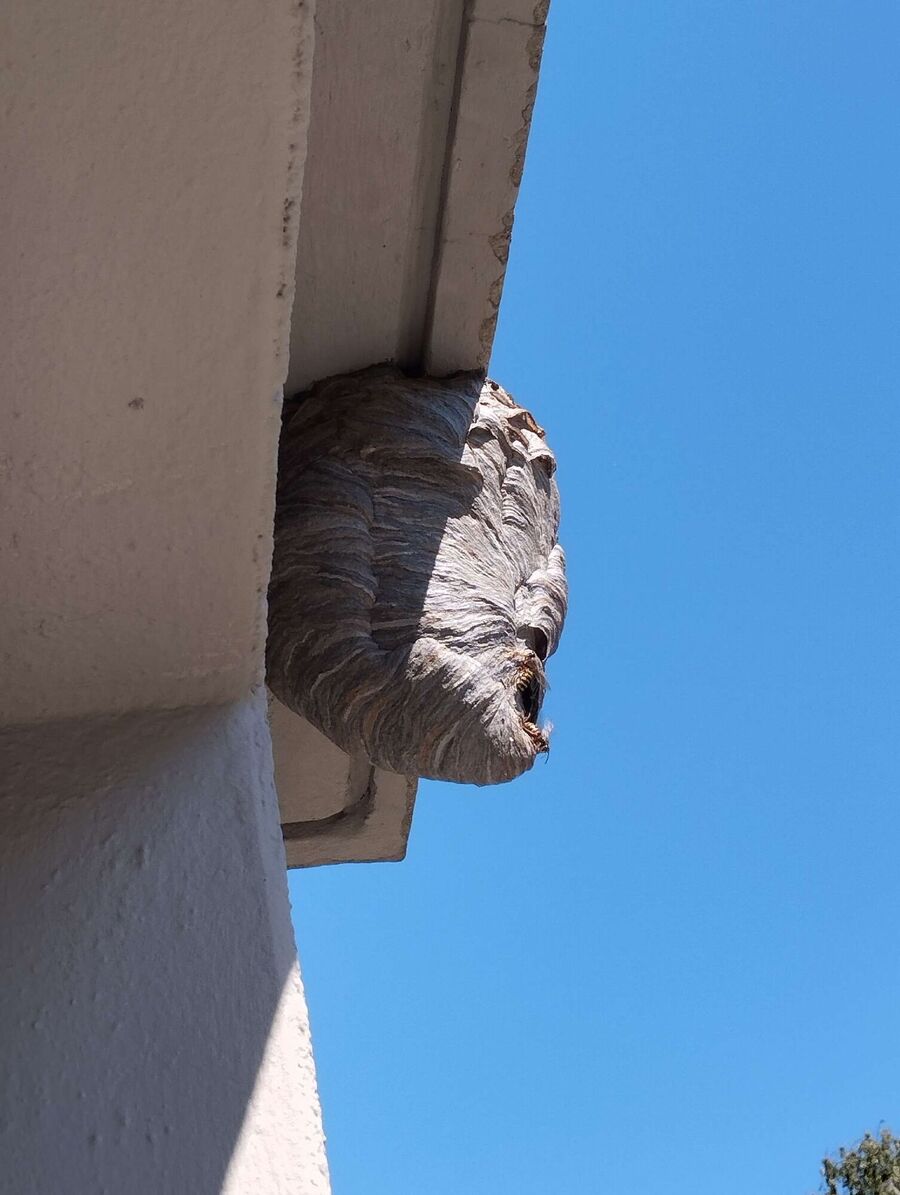 Bienen umsiedeln &  Bienennest entfernen 