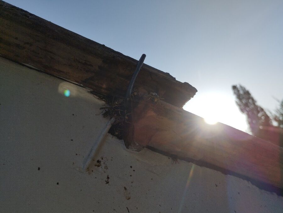  Bienennest entfernen.jpeg