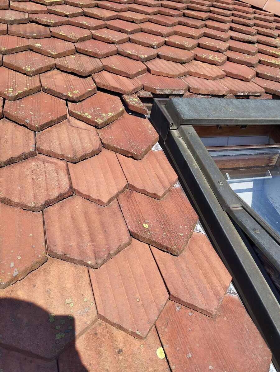  Bienennest entfernen