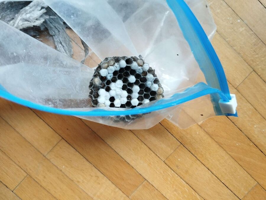  Bienennest entfernen.jpeg