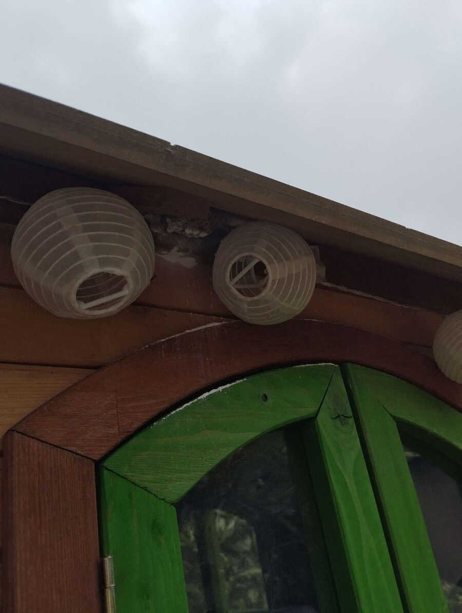  Bienennest entfernen