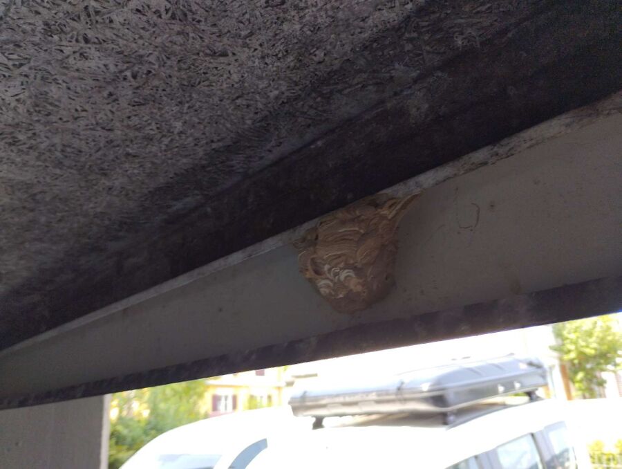  Bienennest entfernen.jpeg