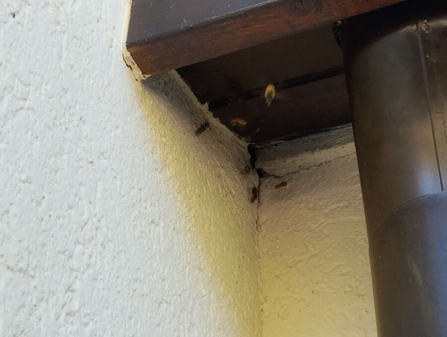 Bienen umsiedeln &  Bienennest entfernen 