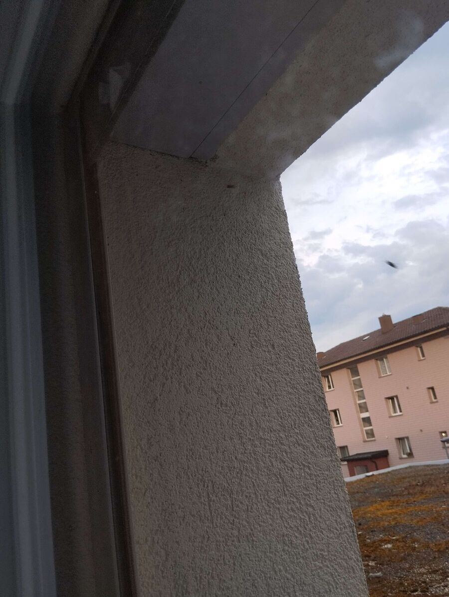  Bienennest entfernen.jpeg