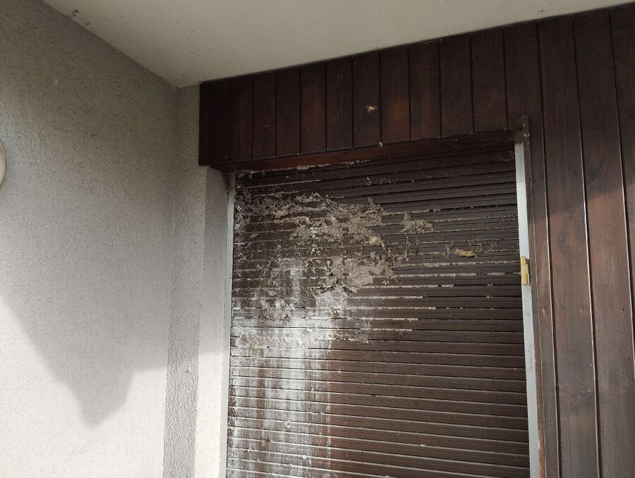 bienennest-am-haus-entfernen.jpg