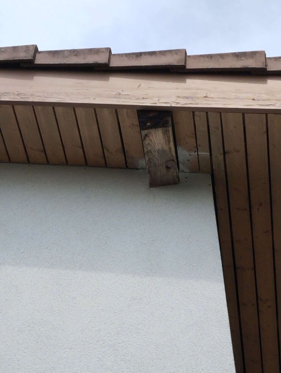 Bienen umsiedeln &  Bienennest entfernen 