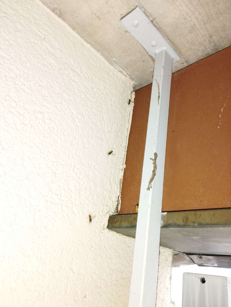  Bienennest entfernen