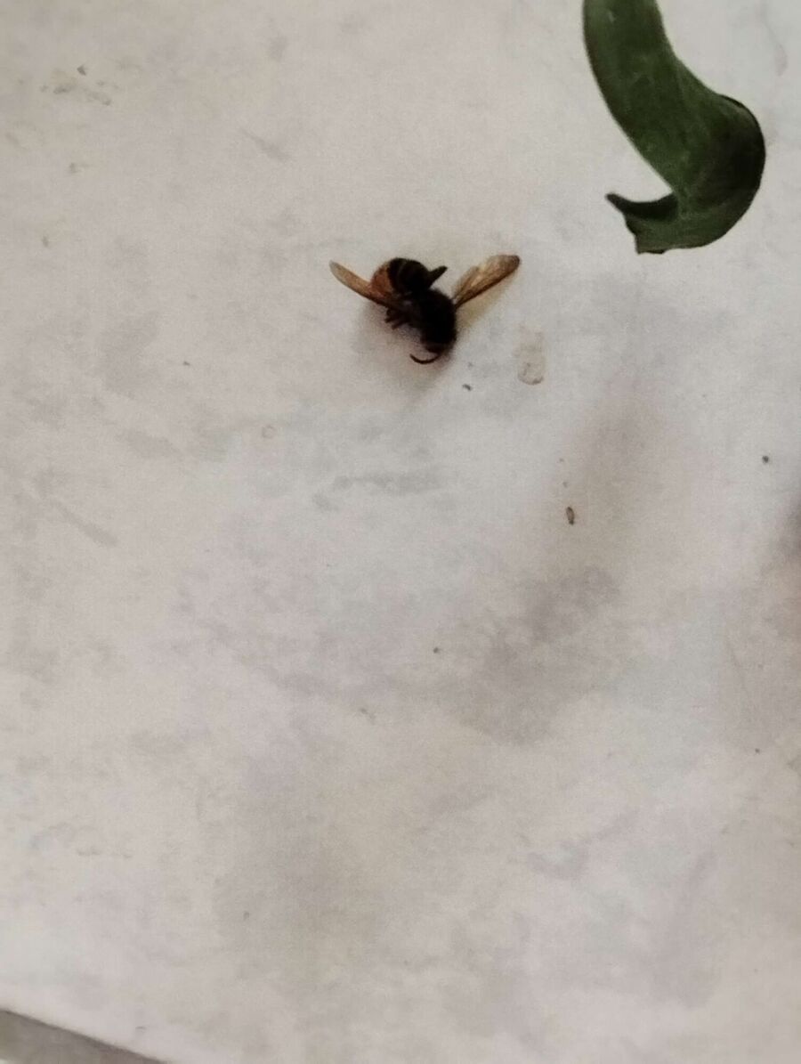  Bienennest entfernen.jpeg