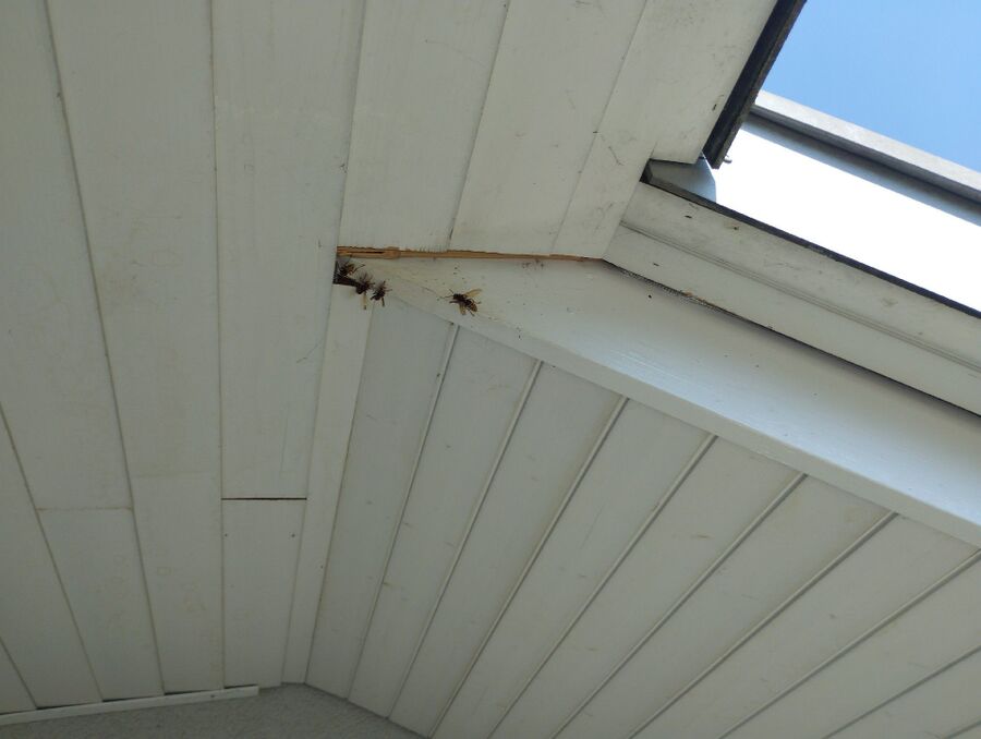  Bienennest entfernen