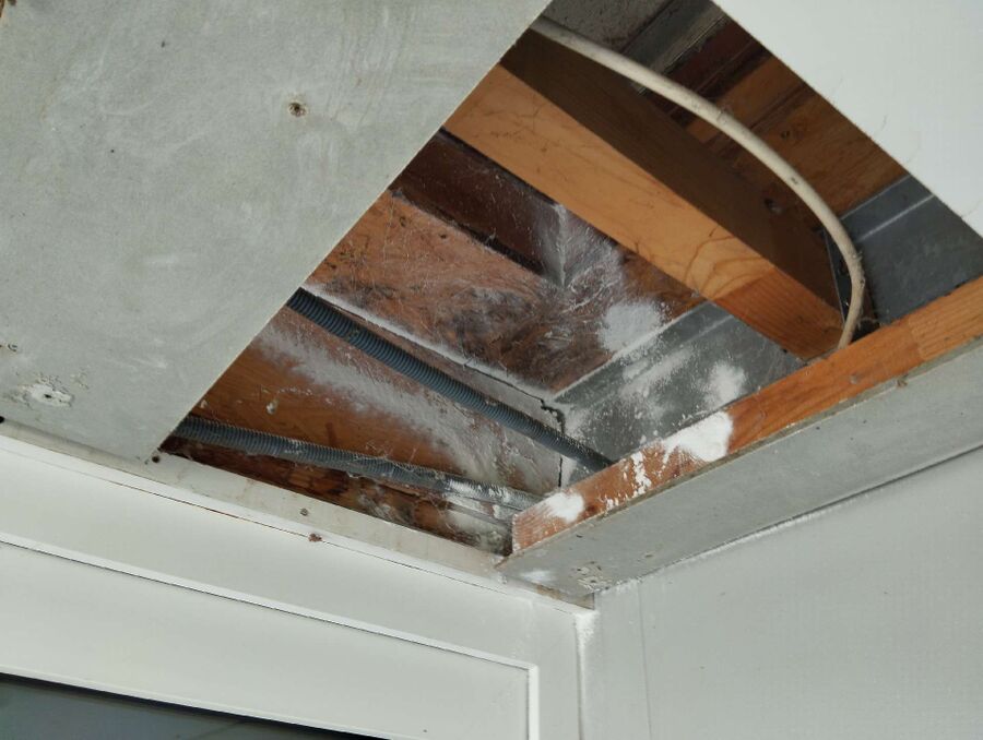  Bienennest entfernen