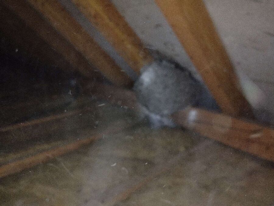  Bienennest entfernen.jpeg