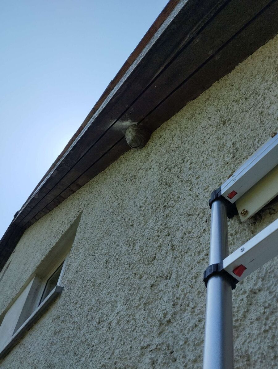 Bienen umsiedeln &  Bienennest entfernen 