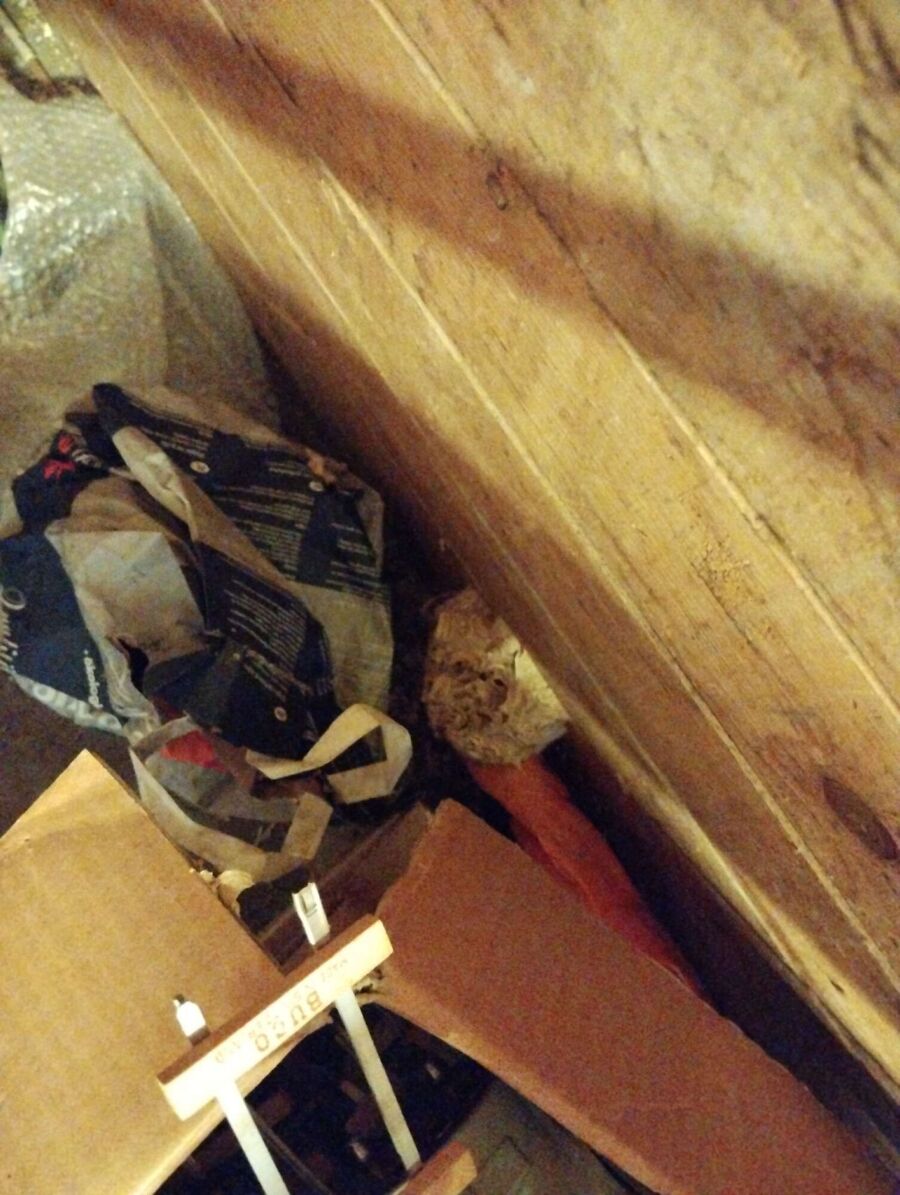  Bienennest entfernen