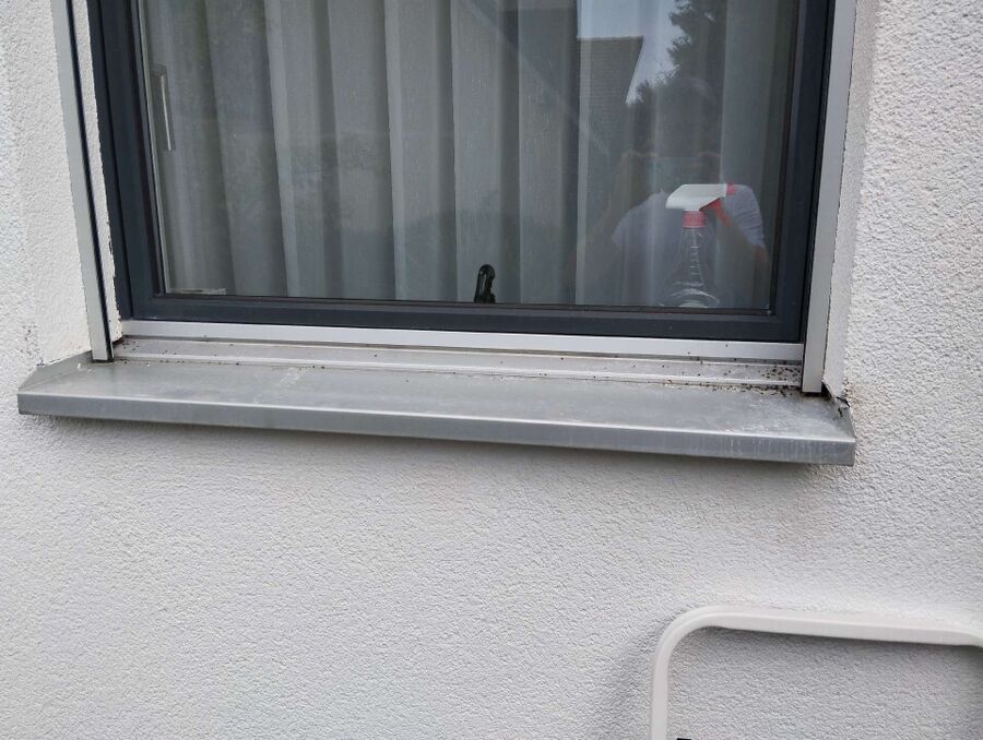  Bienennest entfernen