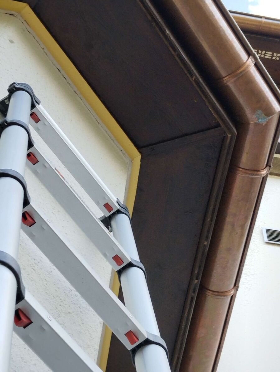 Bienen umsiedeln &  Bienennest entfernen 