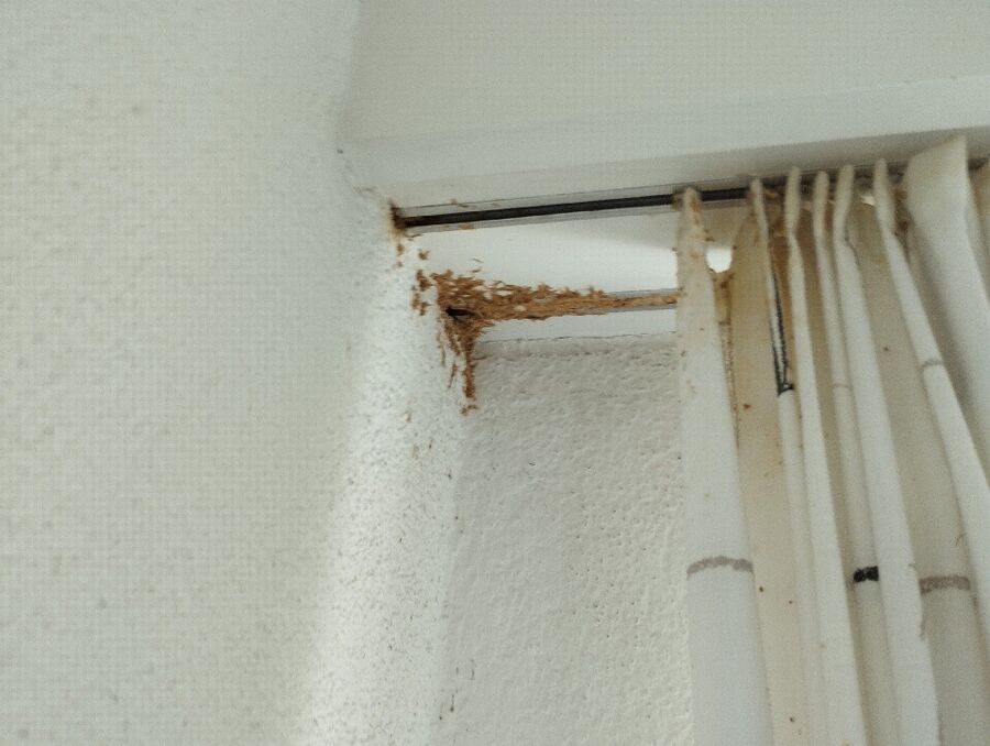  Bienennest entfernen