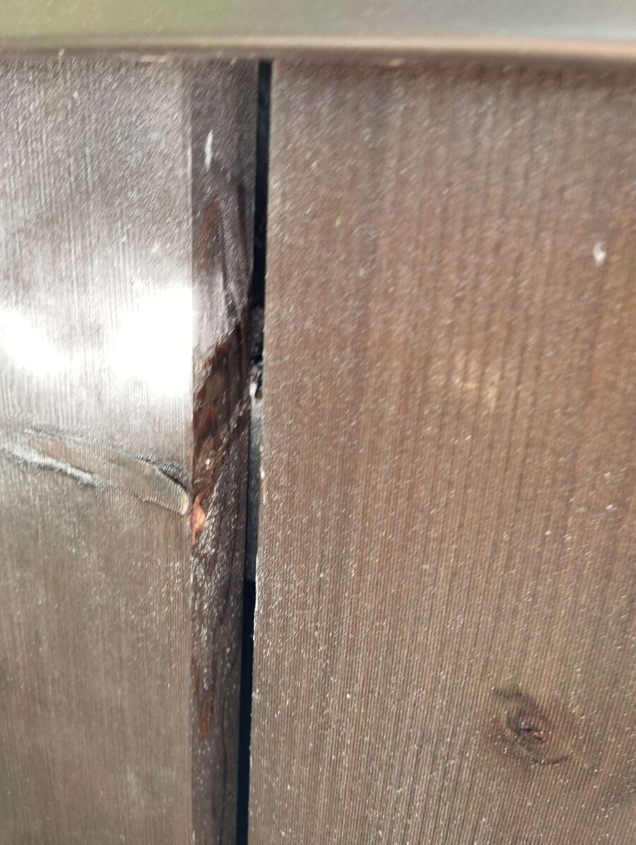 Bienen umsiedeln &  Bienennest entfernen 