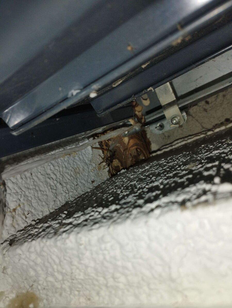  Bienennest entfernen.jpeg