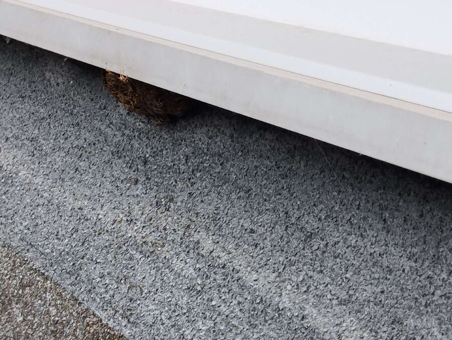  Bienennest entfernen