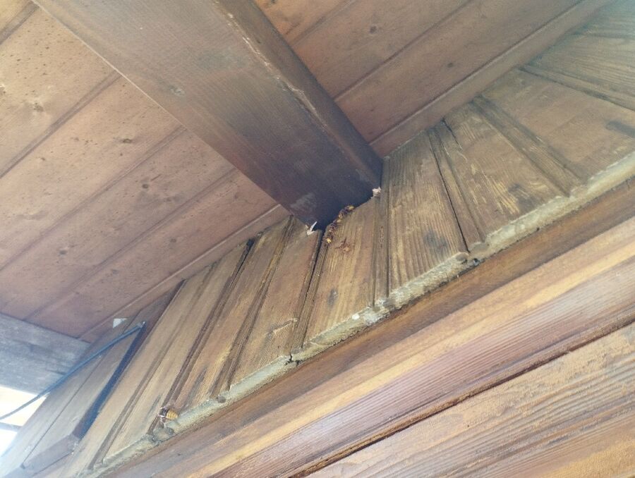  Bienennest entfernen.jpeg