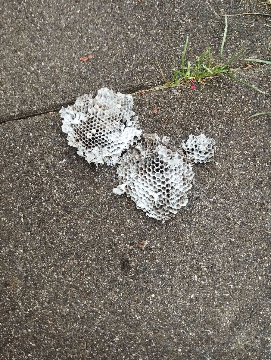  Bienennest entfernen.jpeg