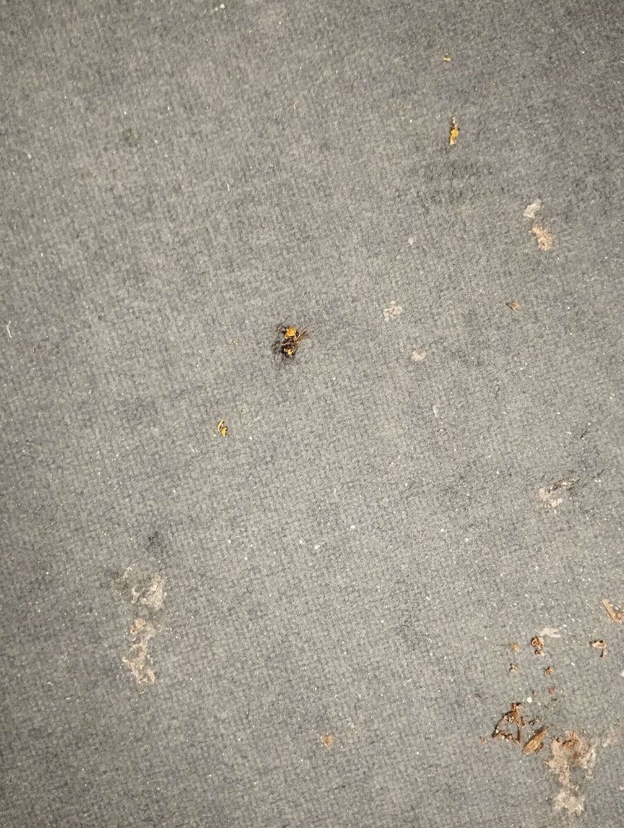  Bienennest entfernen.jpeg