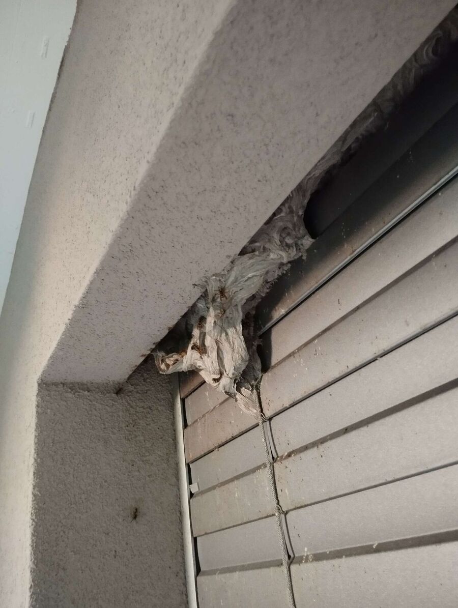 bienennest-am-haus-entfernen.jpg