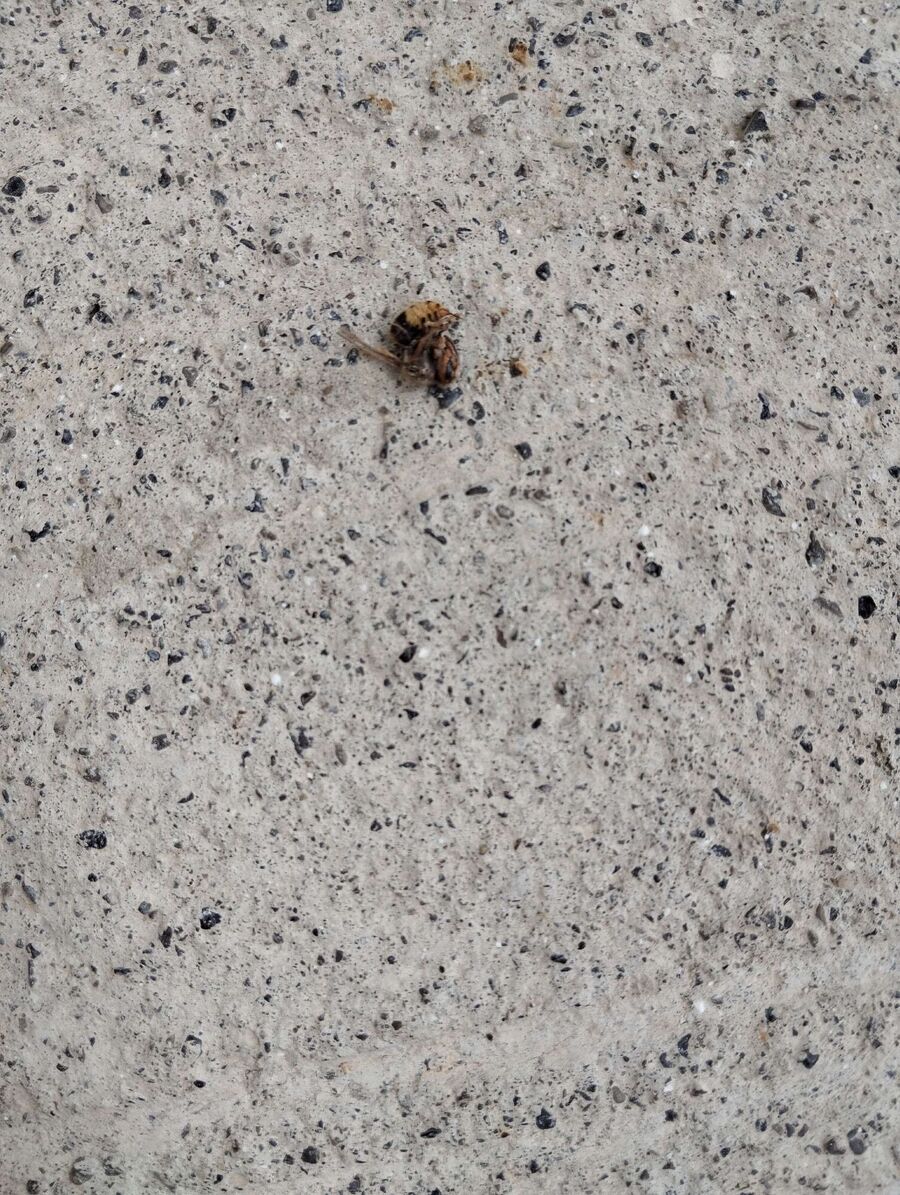  Bienennest entfernen.jpeg