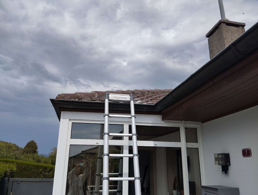 Bienen umsiedeln &  Bienennest entfernen 