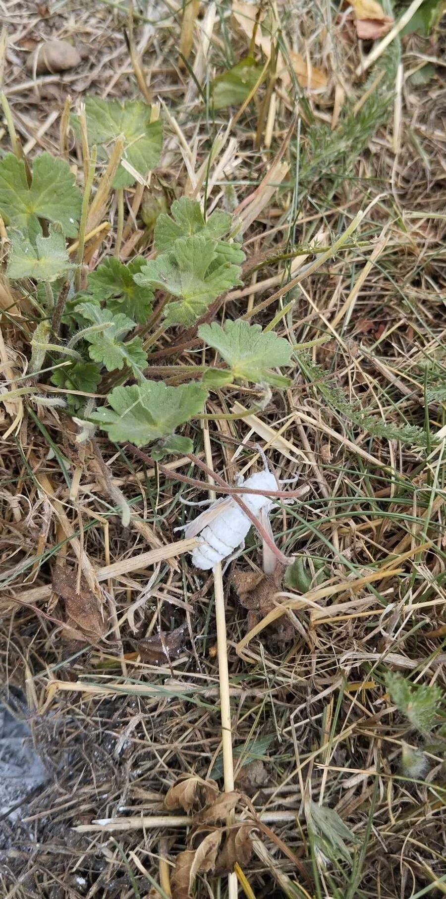  Bienennest entfernen.jpeg