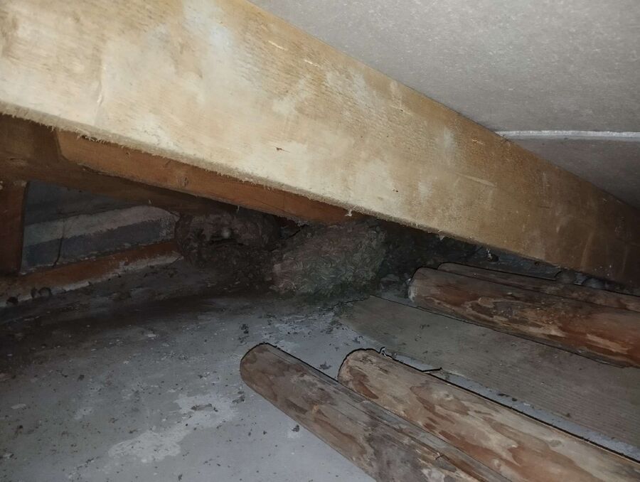  Bienennest entfernen.jpeg