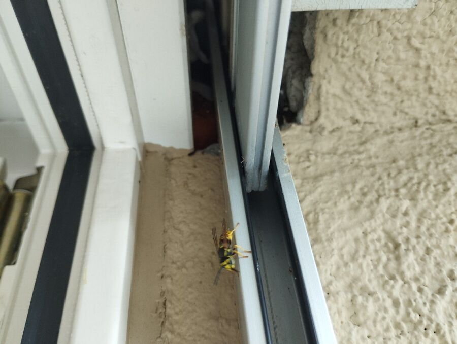  Bienennest entfernen.jpeg