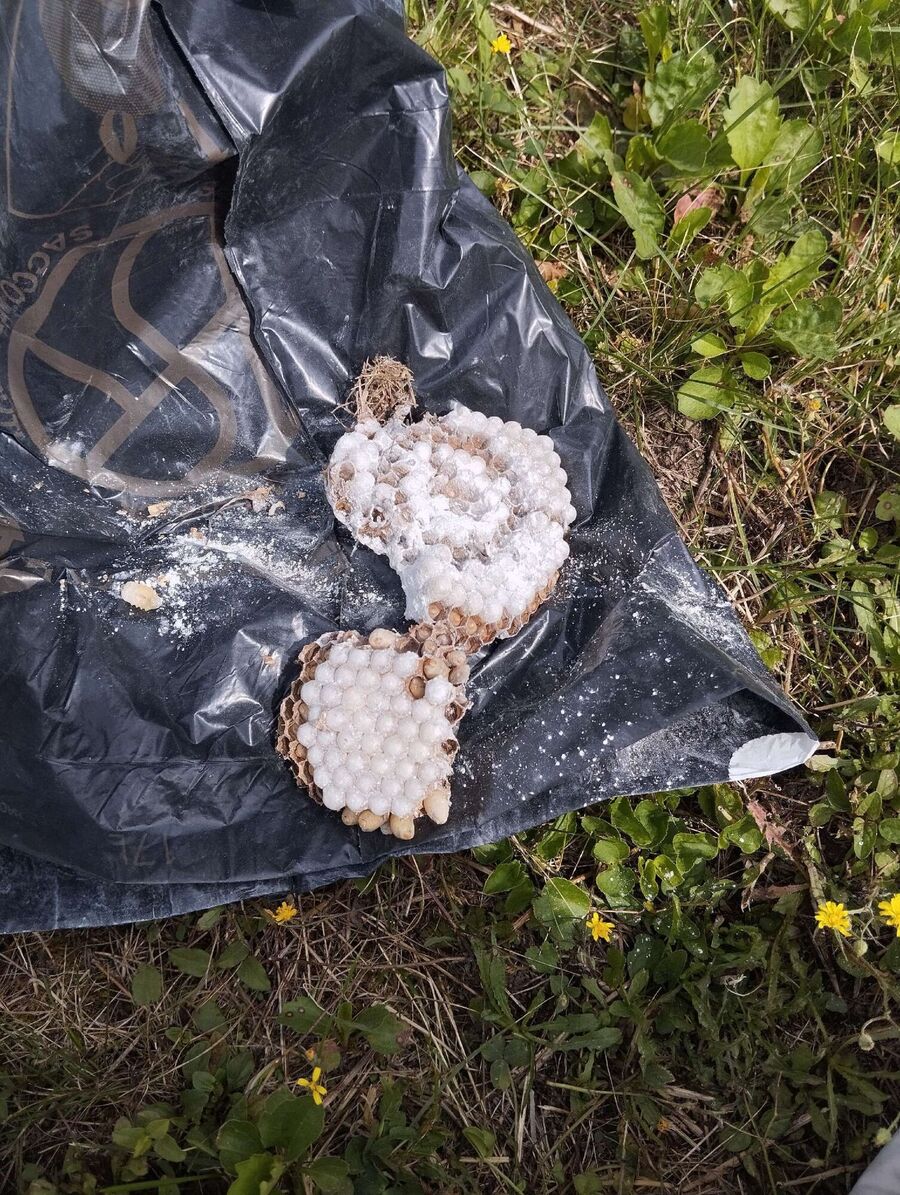 Bienen umsiedeln &  Bienennest entfernen 