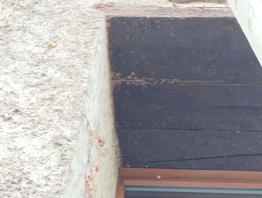  Bienennest entfernen.jpeg